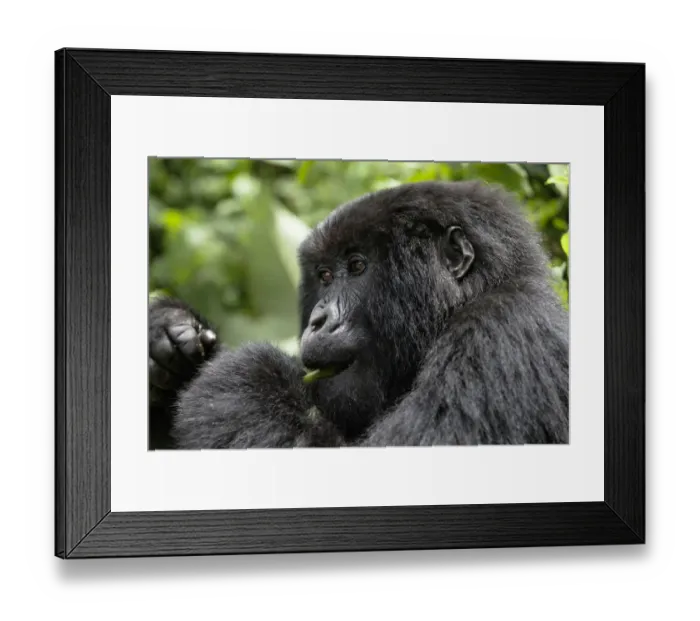 Framed Print : Africa, Rwanda, Volcanoes National Park, mountain gorilla, Gorilla beringei beringei Framed Print : Africa, Rwanda, Volcanoes National Park, mountain gorilla, Gorilla beringei beringei
