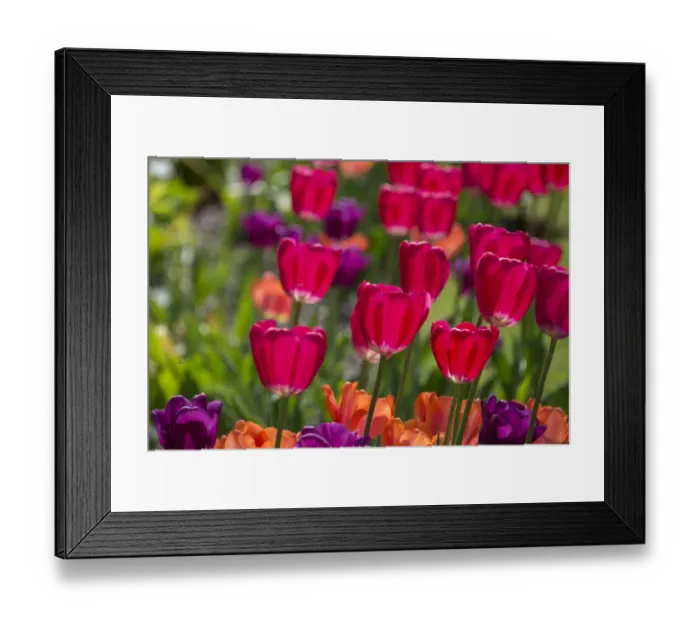 Framed Print : Bright spring tulips Framed Print : Bright spring tulips