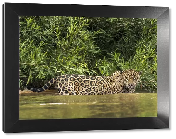 South America, Brazil, Pantanal. Wild jaguar in water