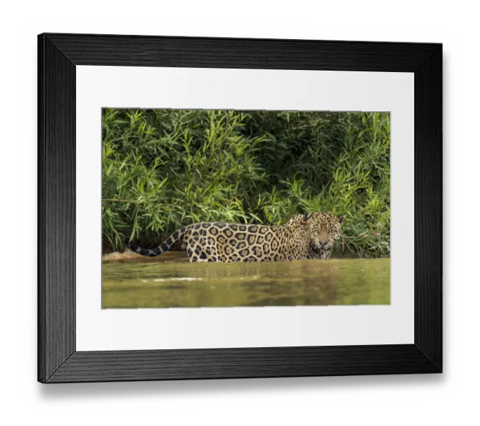 Framed Print : South America, Brazil, Pantanal. Wild jaguar in water