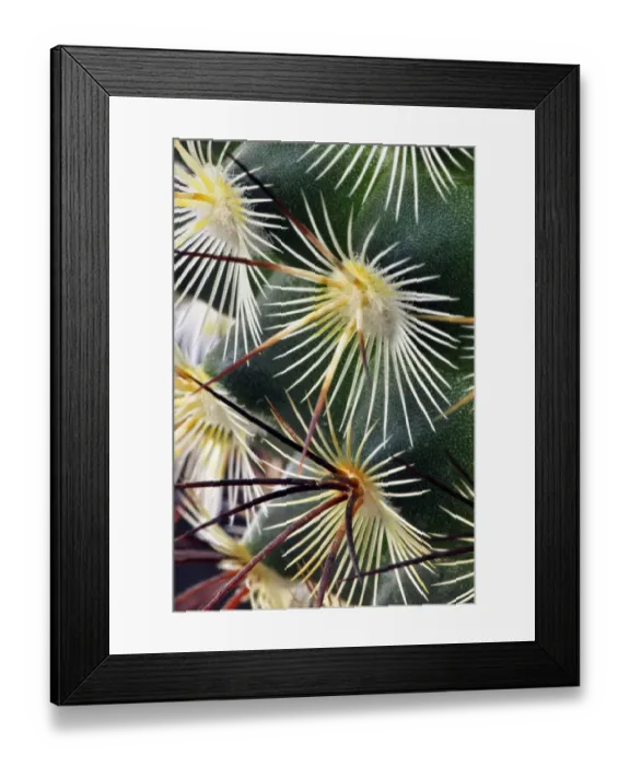 Framed Print : Pattern of small cactus spines Framed Print : Pattern of small cactus spines