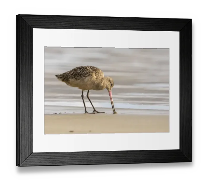 Framed Print : USA, California, San Luis Obispo County. Marbled godwit foraging in sand. Credit as Framed Print : USA, California, San Luis Obispo County. Marbled godwit foraging in sand. Credit as