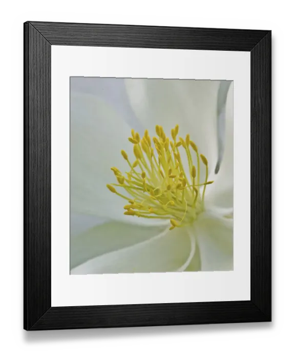 Framed Print : USA, Colorado, columbine, stamen