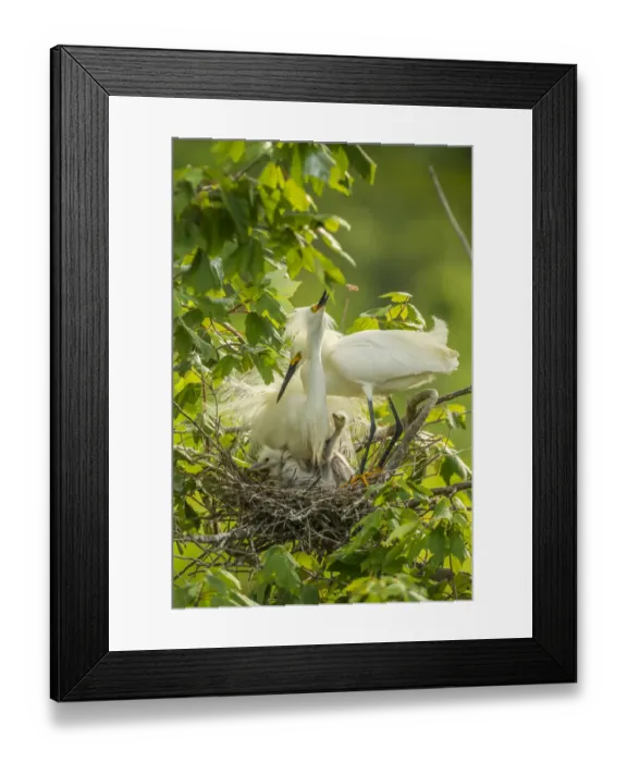 Framed Print : USA, Louisiana, Jefferson Island. Snowy egret pair at nest with chicks. Credit as Framed Print : USA, Louisiana, Jefferson Island. Snowy egret pair at nest with chicks. Credit as