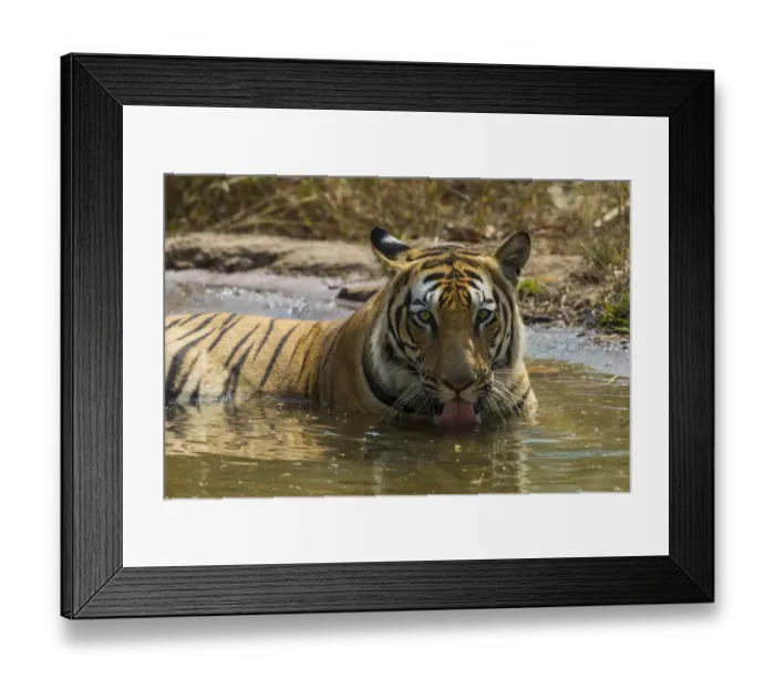 Framed Print : Asia. India. Male Bengal tiger (Pantera tigris tigris) enjoys the cool of a water Framed Print : Asia. India. Male Bengal tiger (Pantera tigris tigris) enjoys the cool of a water