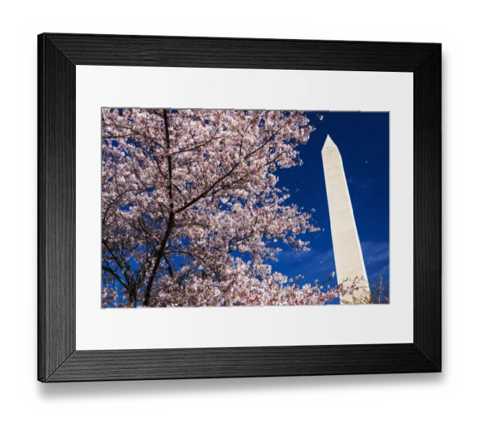 Framed Print : Cherry blossoms under the Washington Monument, Washington, DC USA