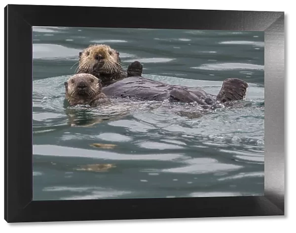 Sea otter and pup, Icy Strait, Alaska, USA