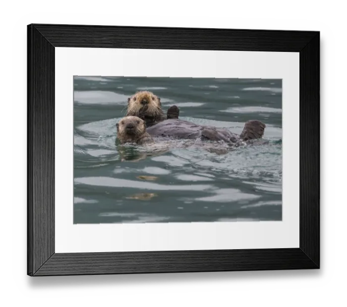 Framed Print : Sea otter and pup, Icy Strait, Alaska, USA Framed Print : Sea otter and pup, Icy Strait, Alaska, USA