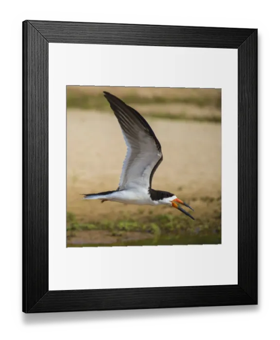 Framed Print : South America. Brazil. A A black skimmer (Rynchops niger) in the Pantanal, the world s Framed Print : South America. Brazil. A A black skimmer (Rynchops niger) in the Pantanal, the world s