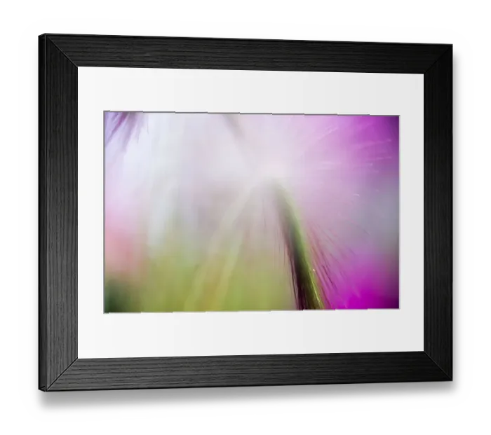 Framed Print : Abstract in purples, pinks, and greens of a plant in sunlight Framed Print : Abstract in purples, pinks, and greens of a plant in sunlight