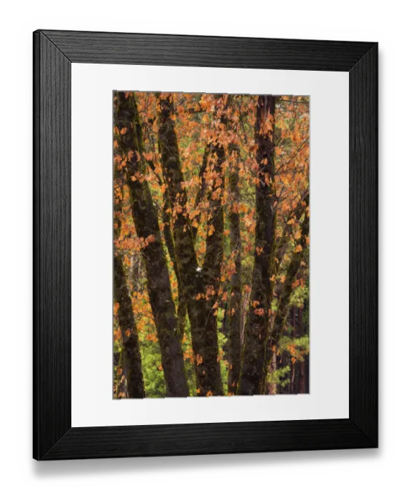 Framed Print : Black oaks in winter, Yosemite Valley, Yosemite National Park, California USA Framed Print : Black oaks in winter, Yosemite Valley, Yosemite National Park, California USA