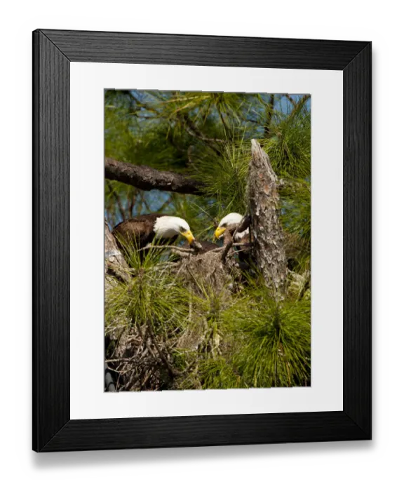Framed Print : North America, USA, Florida, North Ft. Meyers, American Bald Eagle, Pair at Nest Framed Print : North America, USA, Florida, North Ft. Meyers, American Bald Eagle, Pair at Nest