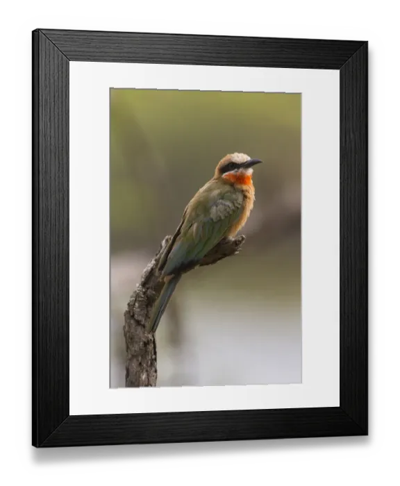 Framed Print : Africa. Tanzania. White-fronted bee-eater (Merops bullockoides) in Serengeti NP Framed Print : Africa. Tanzania. White-fronted bee-eater (Merops bullockoides) in Serengeti NP