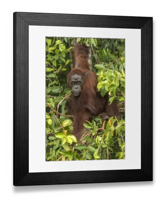 Framed Print : Indonesia, Borneo, Kalimantan. Female orangutan at Tanjung Puting National Park. Credit as