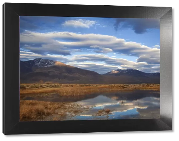 USA, California, Owens Valley. Reflections in marsh pond