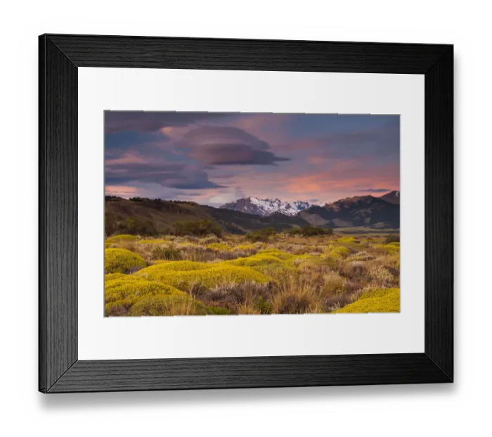Framed Print : Argentina, Berberis microphylla, Patagonia, South America, blue, calafate, colorful