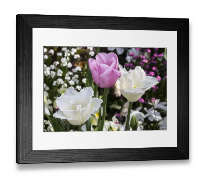Framed Print : Germany, Freinsheim, Flowers (Two Whites and a Pink)
