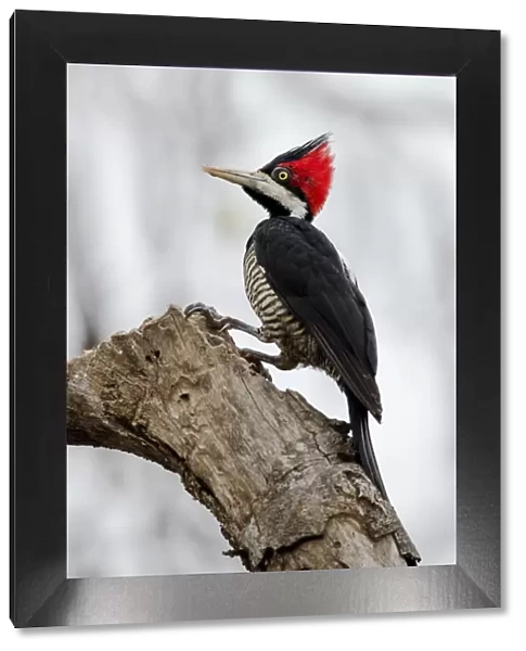 South America, Brazil, The Pantanal, crimson-crested woodpecker, Campephilus melanoleucus