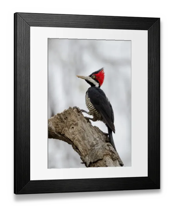 Framed Print : South America, Brazil, The Pantanal, crimson-crested woodpecker, Campephilus melanoleucus Framed Print : South America, Brazil, The Pantanal, crimson-crested woodpecker, Campephilus melanoleucus
