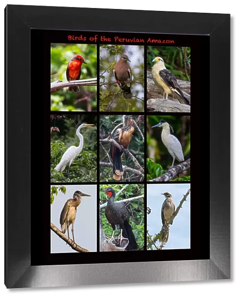 Poster featuring nine birds founds in the Amazon rainforest of northern Peru