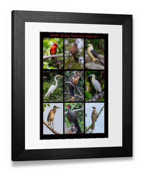 Framed Print : Poster featuring nine birds founds in the Amazon rainforest of northern Peru
