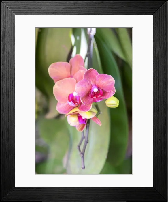 Framed Print : Orchid, USA Framed Print : Orchid, USA