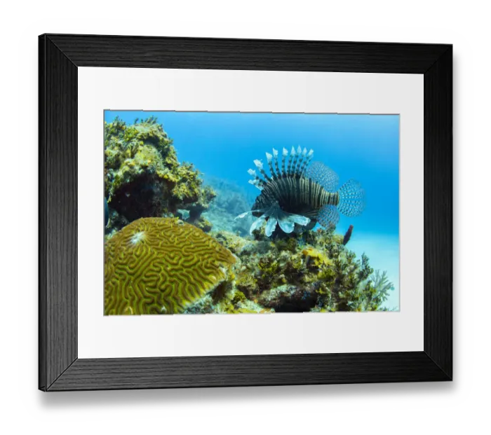 Framed Print : An invasive lionfish swims along the edge of a coral reef on the north coast of Cuba Framed Print : An invasive lionfish swims along the edge of a coral reef on the north coast of Cuba