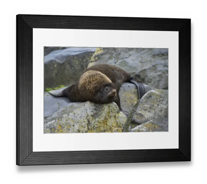 Framed Print : Alaska, Pribilof Islands, Saint Paul (57-07-75N 170-18-07W) Northern fur seal (Wild Framed Print : Alaska, Pribilof Islands, Saint Paul (57-07-75N 170-18-07W) Northern fur seal (Wild