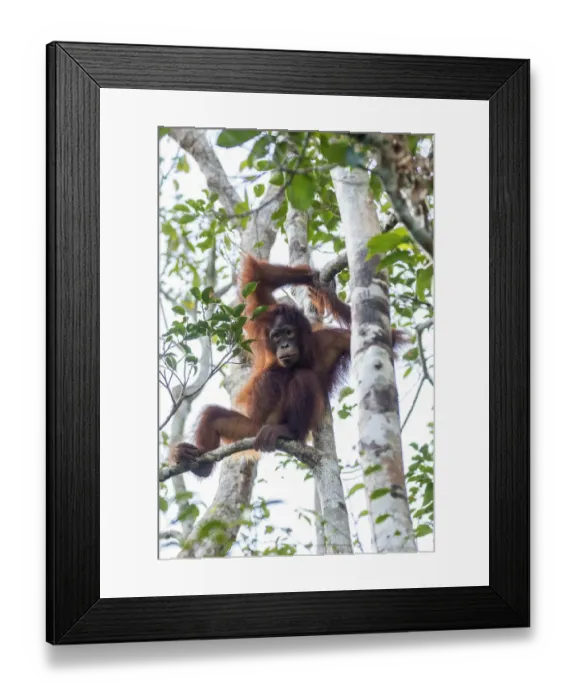 Framed Print : Indonesia, Borneo, Kalimantan. Female orangutan at Tanjung Puting National Park. Credit as