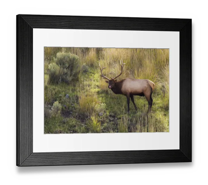 Framed Print : Rocky Mountain Bull Elk Framed Print : Rocky Mountain Bull Elk