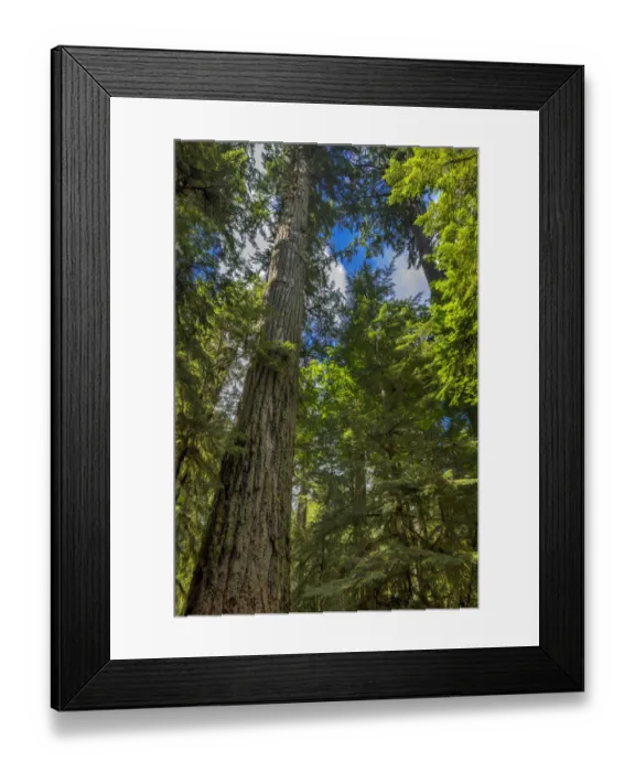 Framed Print : Tall and ancient douglas fir tree in MacMillan Provincial Park Cathedral Grove near Parksville