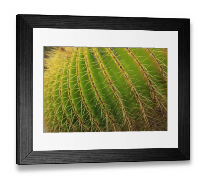 Framed Print : Desert Garden, Balboa Park, San Diego, CA, USA Framed Print : Desert Garden, Balboa Park, San Diego, CA, USA
