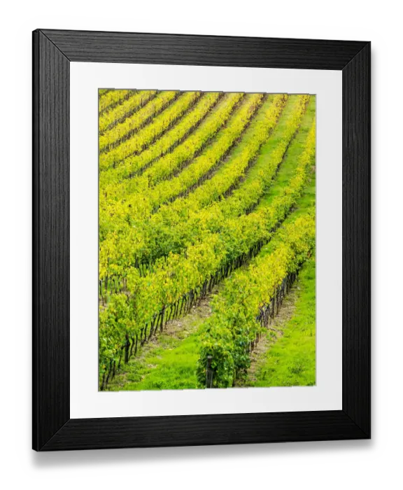 Framed Print : Europe; Italy; Tuscsany; Autumn Vineyards in Southern Tuscany Framed Print : Europe; Italy; Tuscsany; Autumn Vineyards in Southern Tuscany