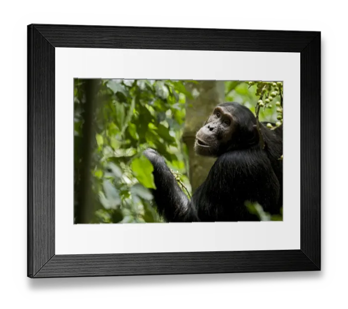 Framed Print : Africa, Uganda, Kibale National Park, Ngogo Chimpanzee Project