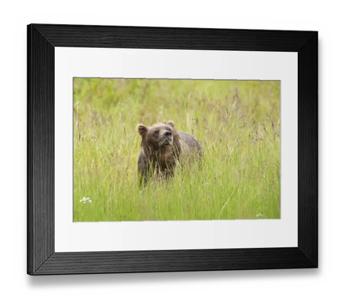 Framed Print : Brown bear, Katmai National Park, Alaska, USA Framed Print : Brown bear, Katmai National Park, Alaska, USA