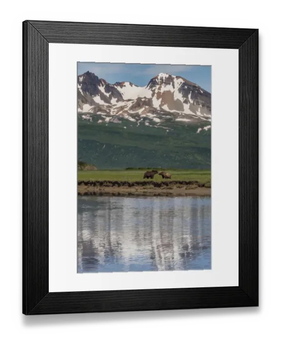 Framed Print : North America, USA, Alaska, Katmai National Park. Coastal Brown Bear, Grizzly, Ursus arctos