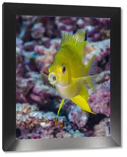 Fiji. Close-up of yellow chromis fish. Credit as: Jones & Shimlock  /  Jaynes Gallery