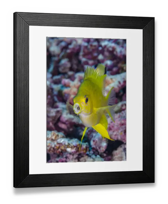Framed Print : Fiji. Close-up of yellow chromis fish. Credit as: Jones & Shimlock  /  Jaynes Gallery