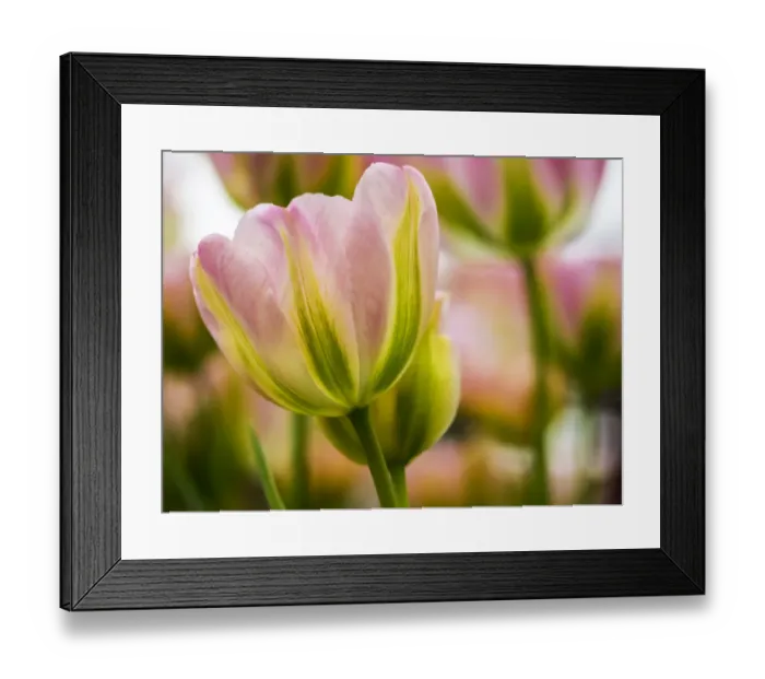 Framed Print : Europe; Netherlands; Lisse; Keukenhof Gardens; Tulip Closeups with Selective Focus Framed Print : Europe; Netherlands; Lisse; Keukenhof Gardens; Tulip Closeups with Selective Focus
