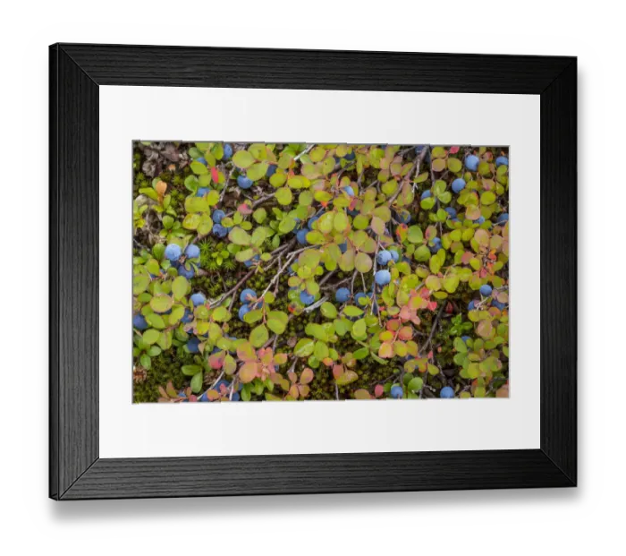 Framed Print : USA, Alaska, Dalton Highway. Close-up of blueberries Framed Print : USA, Alaska, Dalton Highway. Close-up of blueberries
