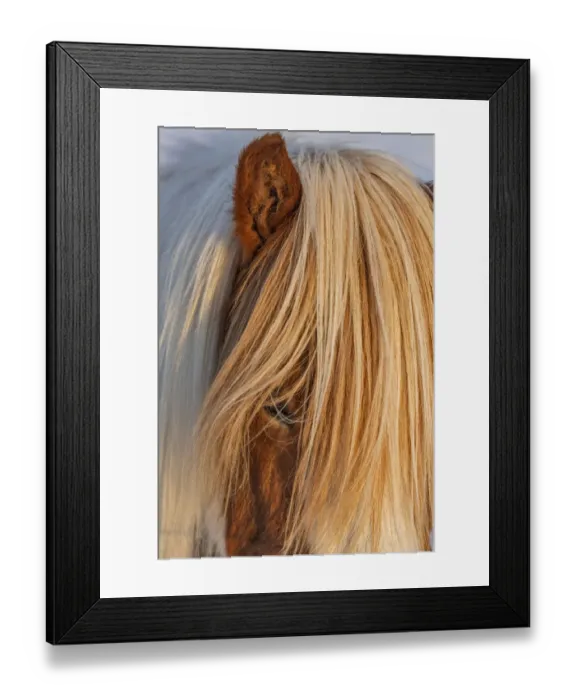 Framed Print : Icelandic horses in south Iceland Framed Print : Icelandic horses in south Iceland
