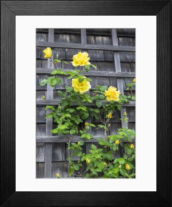 Framed Print : Climbing roses, Nantucket, Massachusetts, USA Framed Print : Climbing roses, Nantucket, Massachusetts, USA