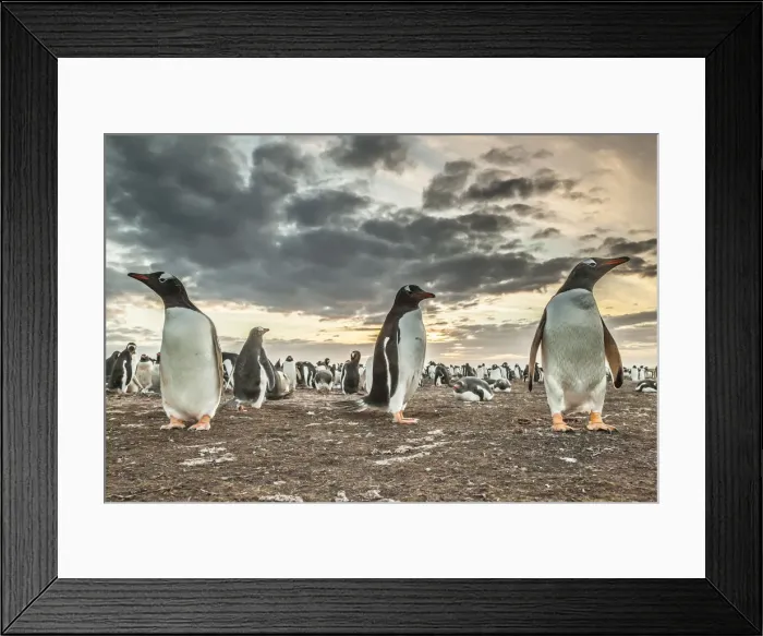 Framed Print : Falkland Islands, Bleaker Island. Gentoo penguin colony at sunset Framed Print : Falkland Islands, Bleaker Island. Gentoo penguin colony at sunset