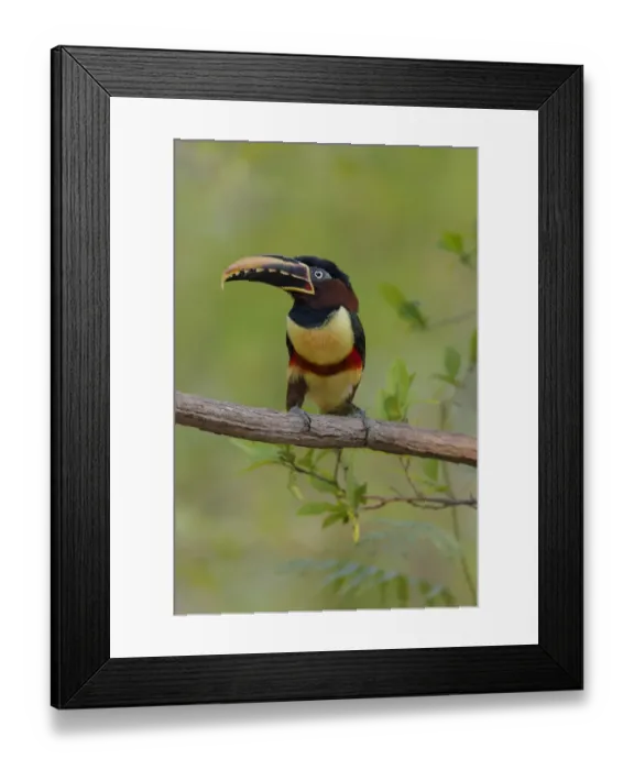 Framed Print : South America, Brazil, The Pantanal, chestnut-eared aracari, Pteroglossus castanotis Framed Print : South America, Brazil, The Pantanal, chestnut-eared aracari, Pteroglossus castanotis