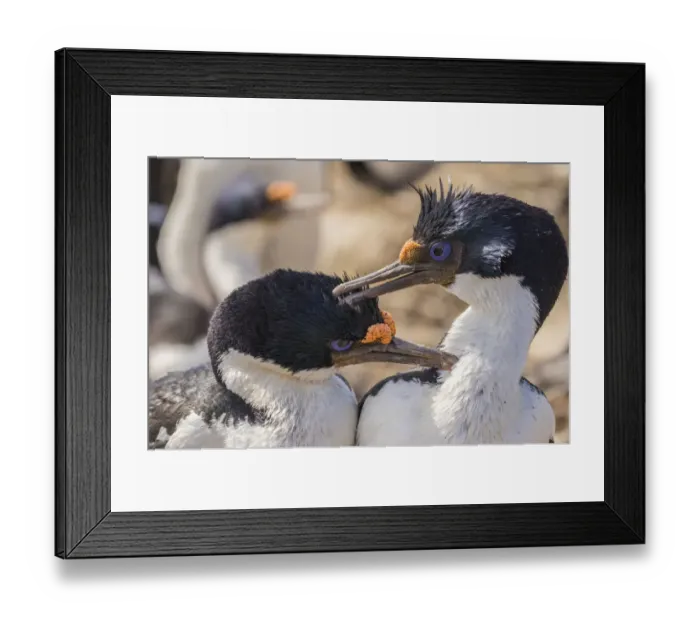 Framed Print : Falkland Islands, Bleaker Island. Imperial shags preening each other
