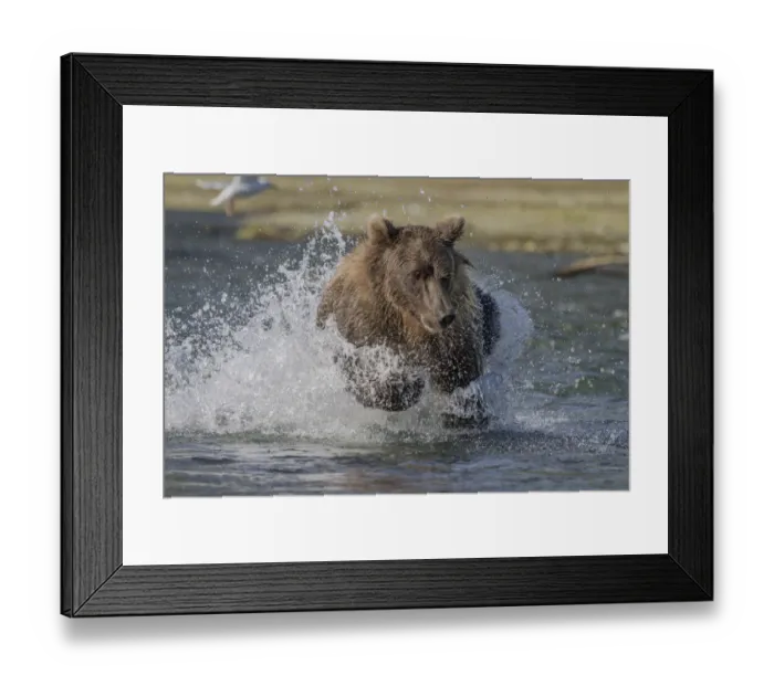 Framed Print : North America, USA, Alaska, Katmai National Park Framed Print : North America, USA, Alaska, Katmai National Park