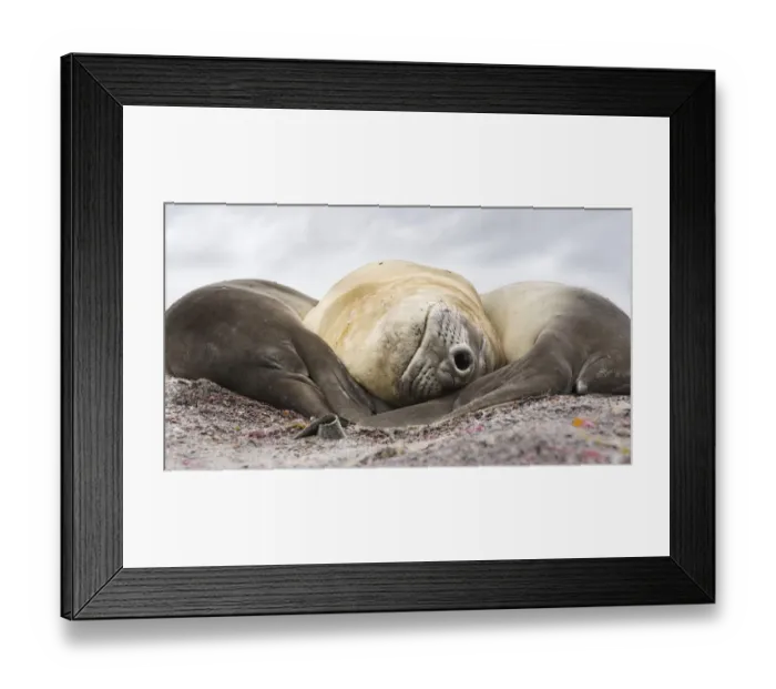 Framed Print : Southern elephant seal (Mirounga leonina), male, after breeding period on the Falkland Islands