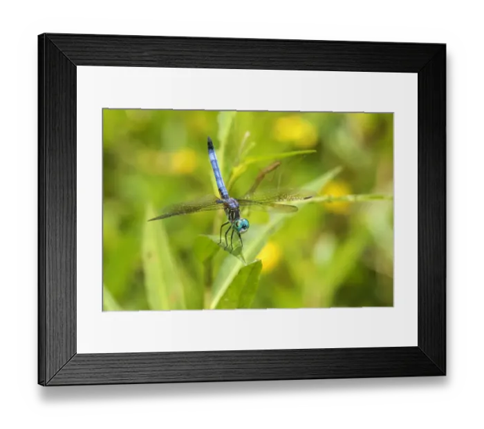 Framed Print : 06642-00618 Blue Dasher (Pachydiplax longipennis) male obelisking (prevent overheating) Framed Print : 06642-00618 Blue Dasher (Pachydiplax longipennis) male obelisking (prevent overheating)