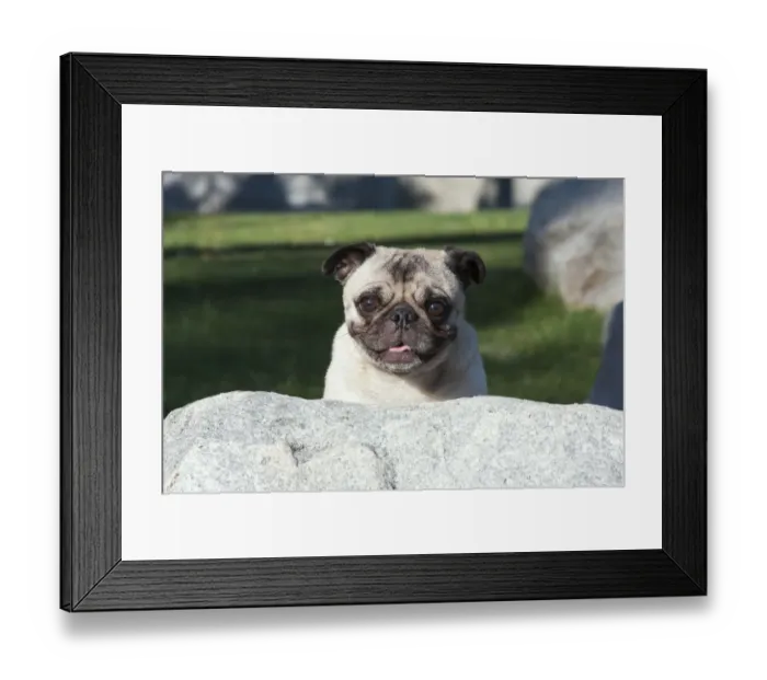 Framed Print : Pug peaking up behind a rock MR Framed Print : Pug peaking up behind a rock MR
