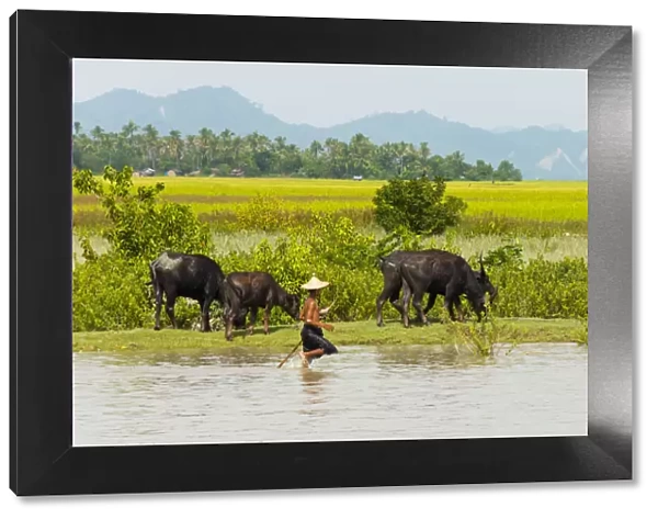 Water buffalo on the shore of Kaladan River, between Mrauk-U and Sittwe, Rakhine State
